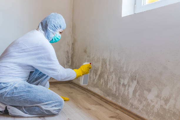 Licensed Commercial Mold Remediation service in Vandalia, IL - WQB Mold Removal