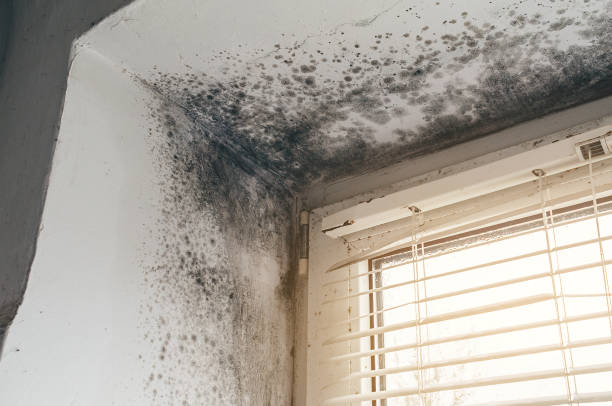Affordable Commercial Mold Remediation solutions in Vandalia, IL